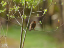 Robin - Rudzik